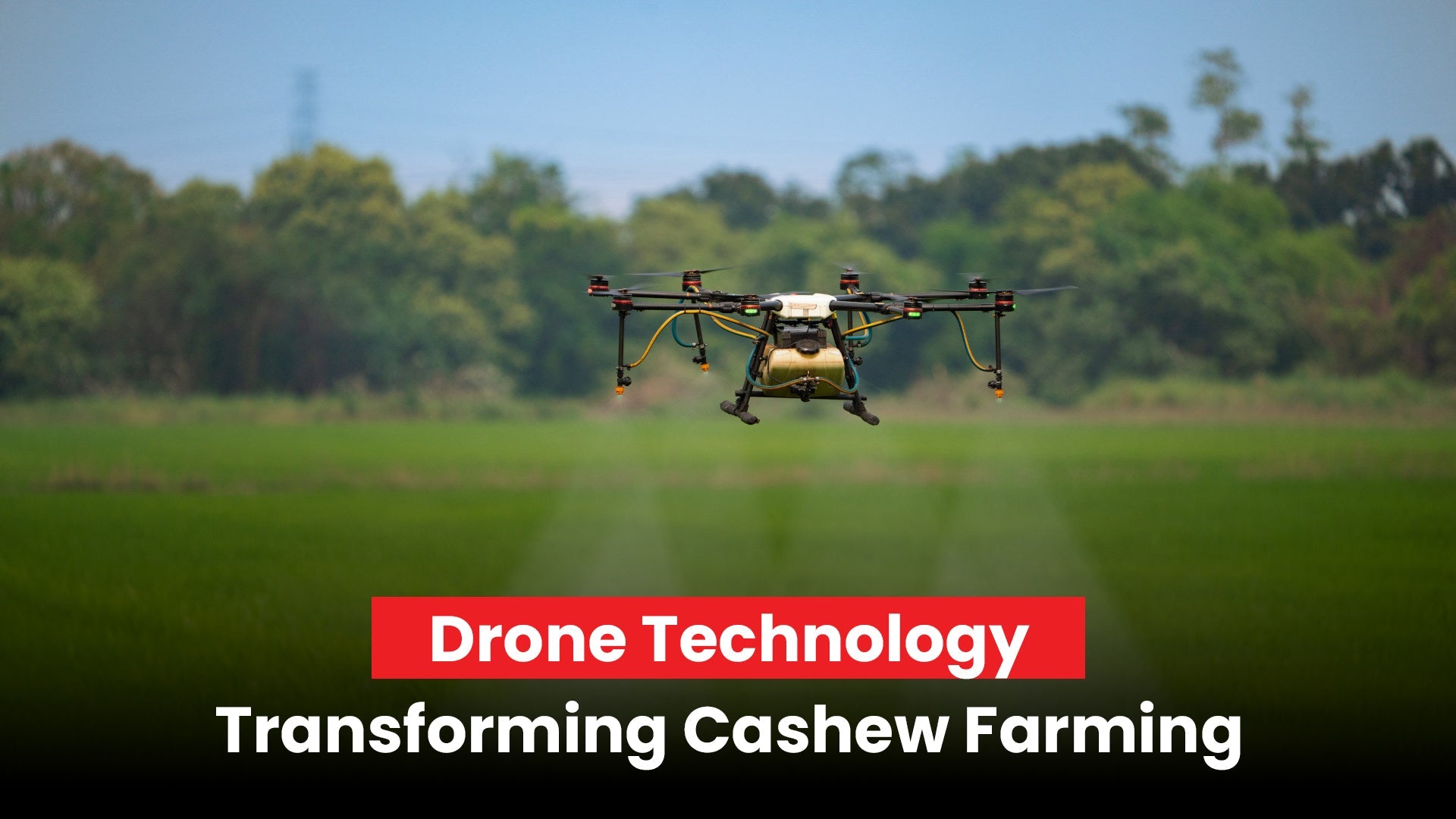 Drone Technology Transforming Cashew Farming